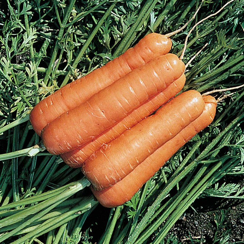 Где Можно Купить Семена Моркови