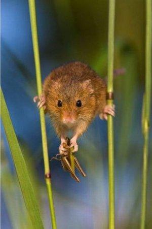 Мышка полевка: описание, чем питается, как выглядит и где живет