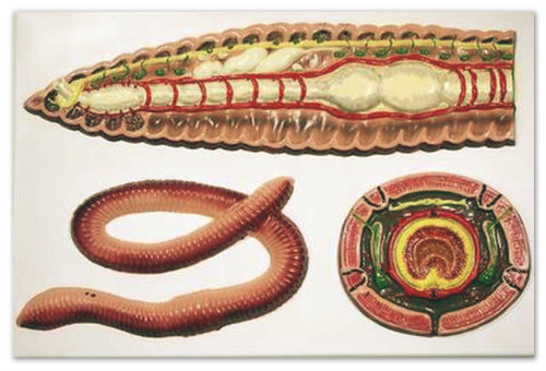 Внутренности червя