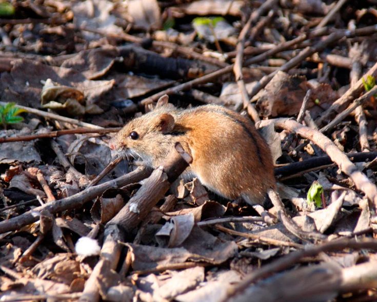 Мышка полевка: описание, чем питается, как выглядит и где живет