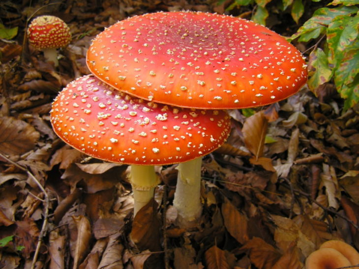 Мухомор красный - чем он опасен? 70 фото смертельного гриба, описание как употреблять!