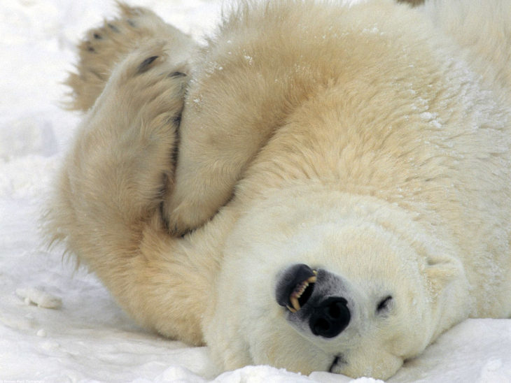 Белый медведь: где обитают, чем питаются, образ жизни, 80 фото + видео!