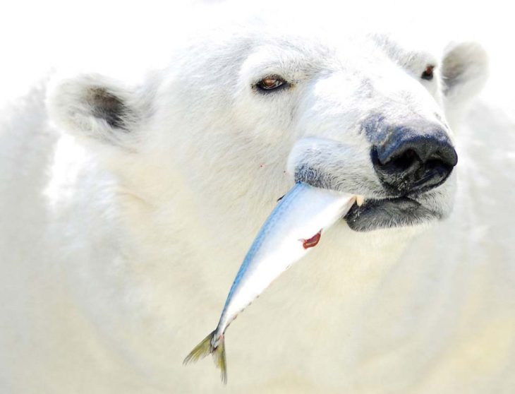 Белый медведь: где обитают, чем питаются, образ жизни, 80 фото + видео!