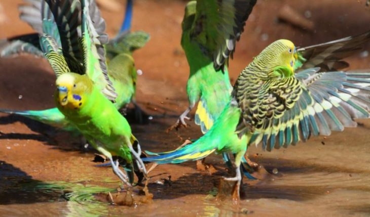 Волнистый попугай - как ухаживать? Подробное описание, виды, фото, видео!