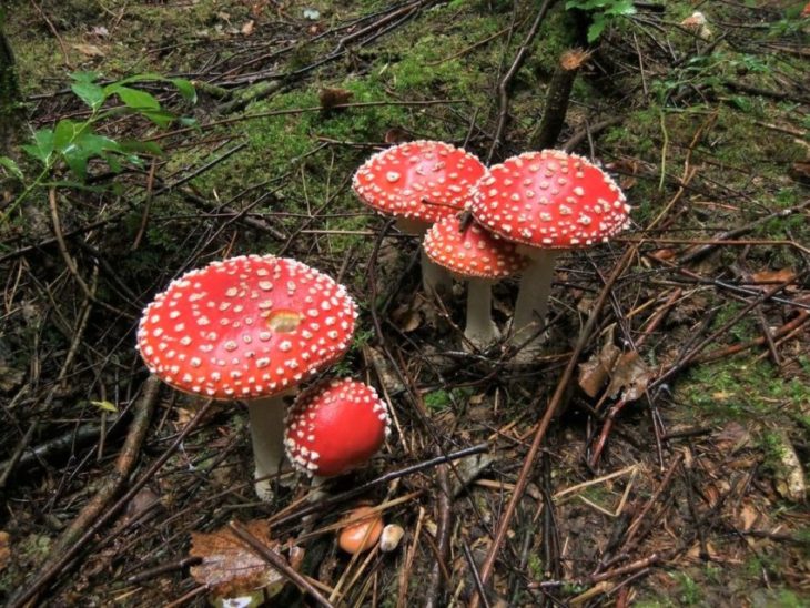 Мухомор красный - чем он опасен? 70 фото смертельного гриба, описание как употреблять!