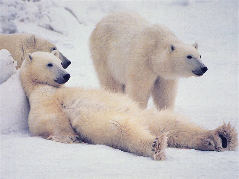 Цинния полярный медведь фото и описание