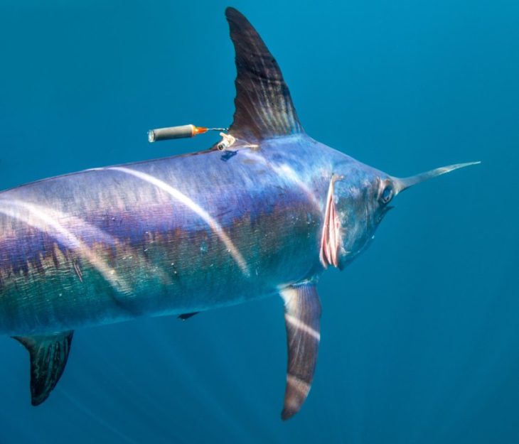Рыба-меч: фото, видео, где обитает, чем питается, как размножаются?