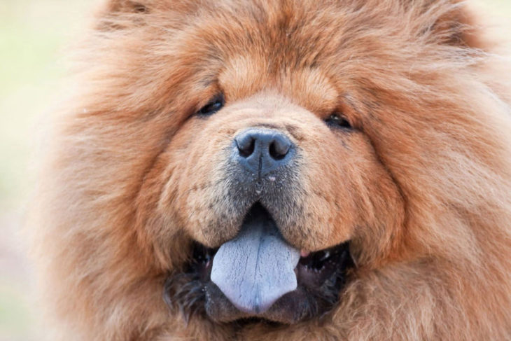 Собака породы Чау-чау: 60 фото, особенности, советы по уходу и выбору