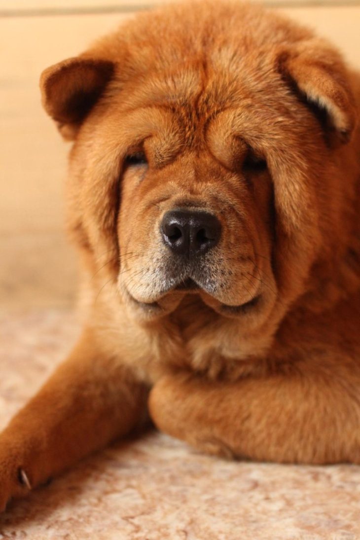 Собака породы Чау-чау: 60 фото, особенности, советы по уходу и выбору