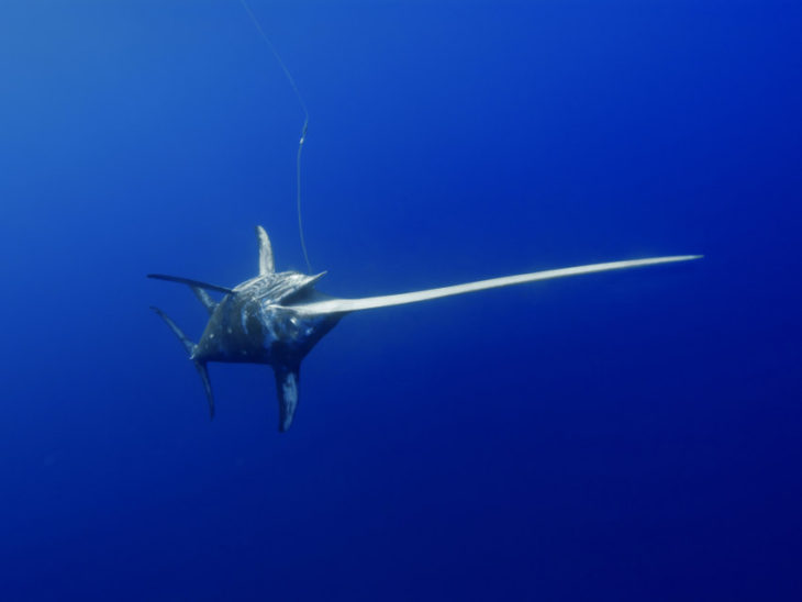 Рыба-меч: фото, видео, где обитает, чем питается, как размножаются?