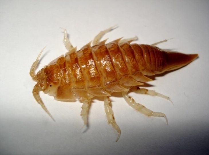 Тараканы: обзор видов, что они едят, как избавиться от тараканов - инструкция с фото!