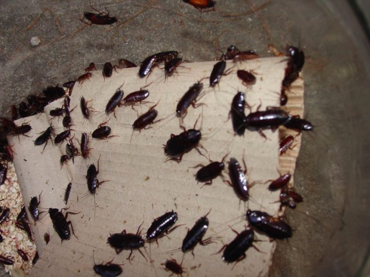 Тараканы: обзор видов, что они едят, как избавиться от тараканов - инструкция с фото!