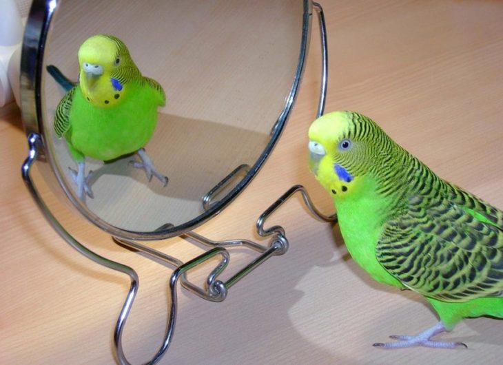 Волнистый попугай - как ухаживать? Подробное описание, виды, фото, видео!