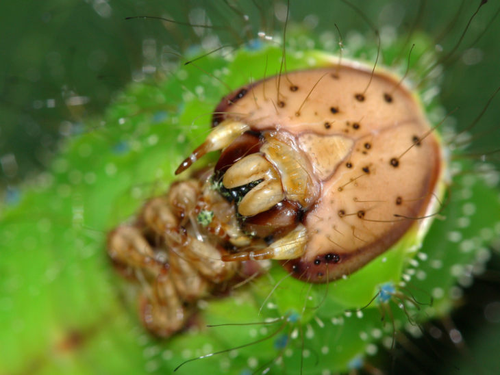 Гусеница - строение, цикл жизни, среда обитания, питание, борьба с вредителями + 94 фото