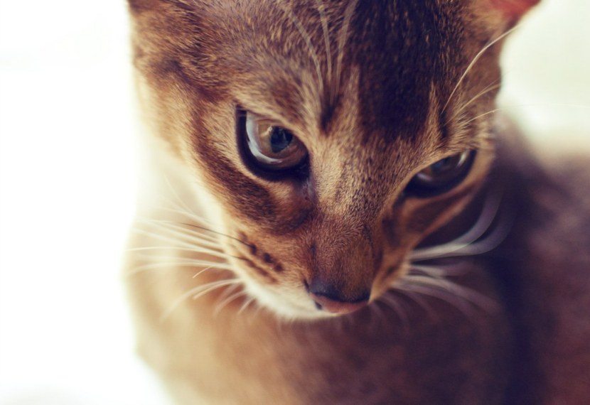 Абиссинская кошка - истоки породы, описание, особенности, уход + 88 фото