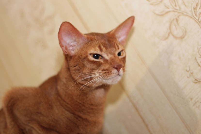 Абиссинская кошка - истоки породы, описание, особенности, уход + 88 фото