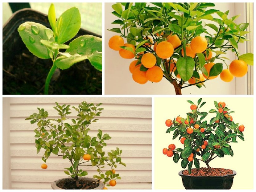 Апельсин - выращивание, хранение, польза и противопоказания + 101 фото