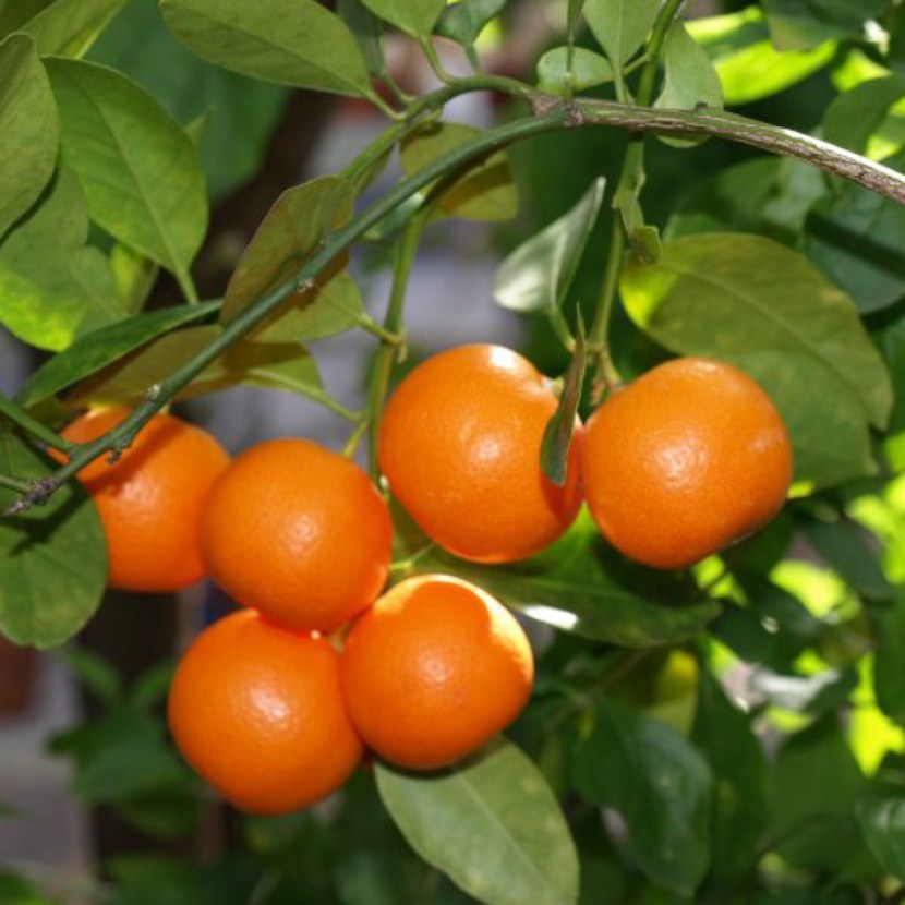 Апельсин - выращивание, хранение, польза и противопоказания + 101 фото