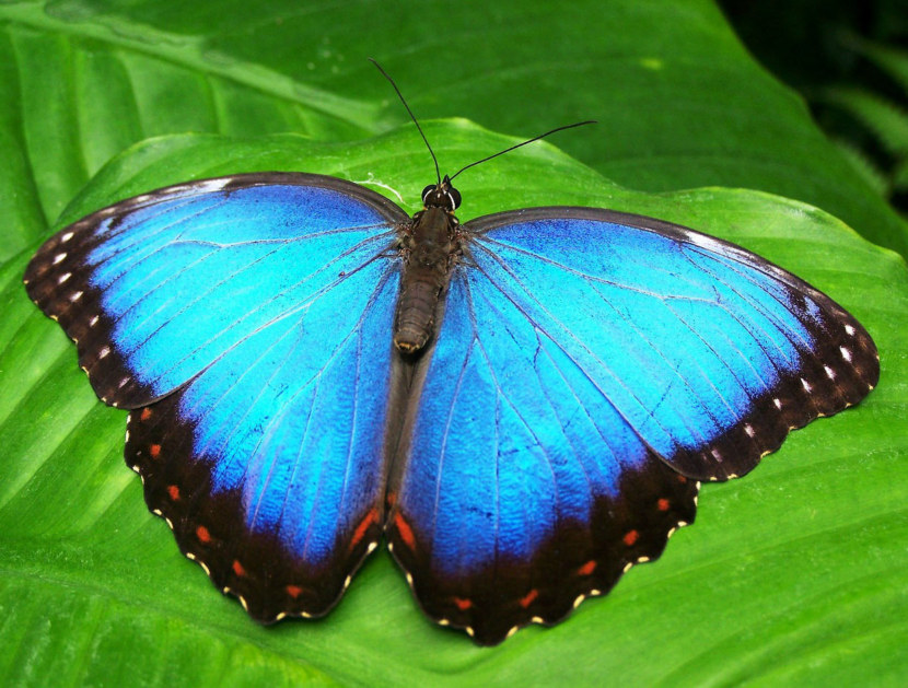 Бабочка - как выглядят, строение, виды, питание, превращение, фазы жизни + 118 фото