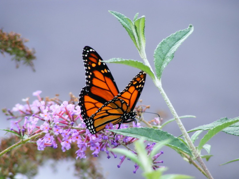 Бабочка - как выглядят, строение, виды, питание, превращение, фазы жизни + 118 фото