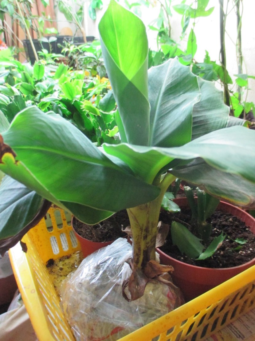 Вырастить банановое дерево
