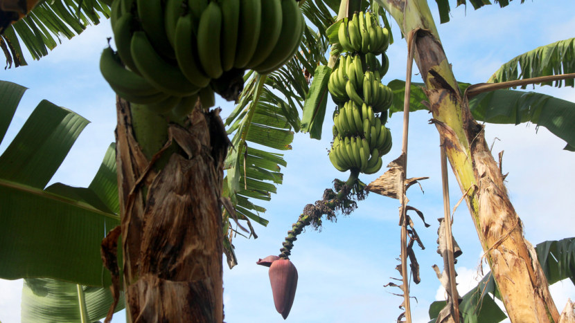 Банан - где растет, в чем их особенность и процесс выращивания + 80 фото