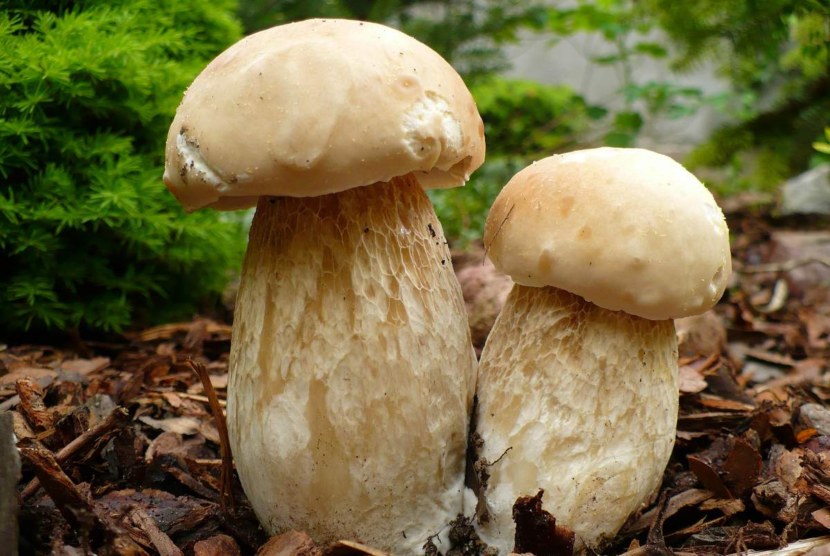 Белый гриб - места произрастания, выращивание на дому + 81 фото