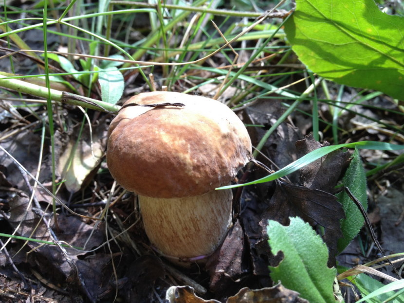 Белый гриб - места произрастания, выращивание на дому + 81 фото