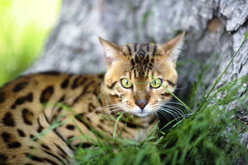 Бенгальская кошка - история происхождения породы, описание, характер, питание + 75 фото
