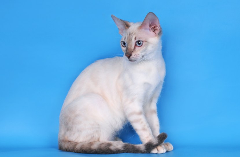 Бенгальская кошка - история происхождения породы, описание, характер, питание + 75 фото