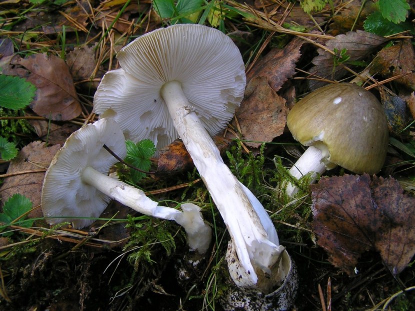 Бледная поганка смертельный гриб