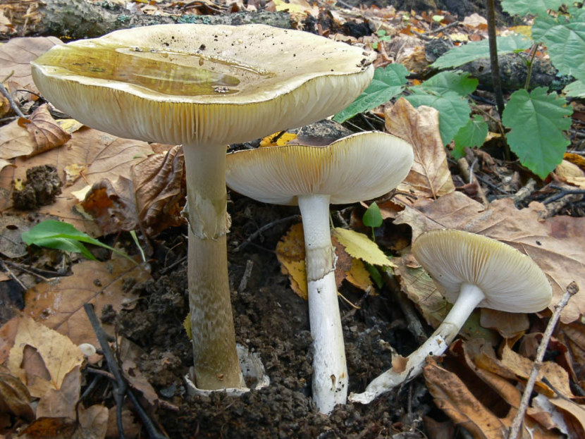 Поганка пластинчатая. Бледная поганка гриб. Бледная поганка (Amanita phalloides). Бледная погоганка гриб. Бледная поганка гриб фото.