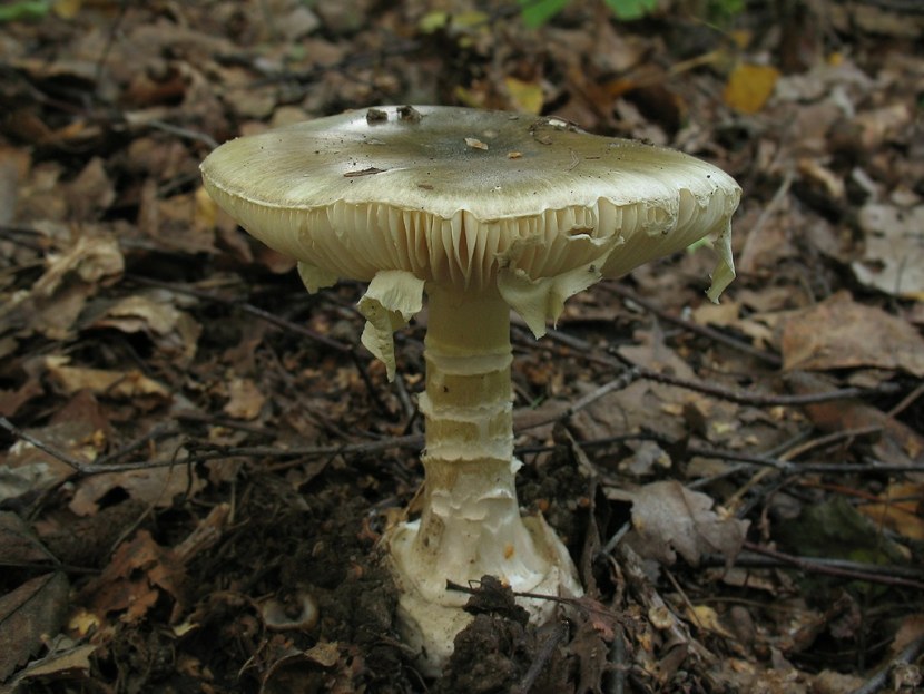 Бледная поганка - как распознать, отличия от съедобных грибов, признаки отравления (77 фото + видео)