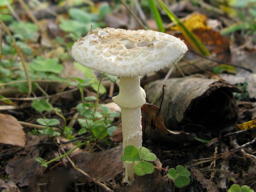 Бледная поганка - как распознать, отличия от съедобных грибов, признаки отравления (77 фото + видео)