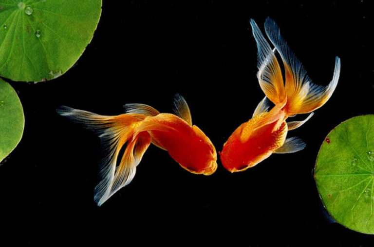 Томат золотая рыбка характеристика и описание сорта фото
