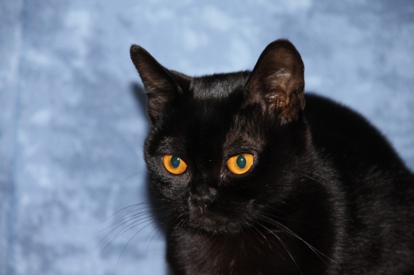 Бомбейская кошка - внешний вид, повадки, болезни, уход, кормежка + 75 фото