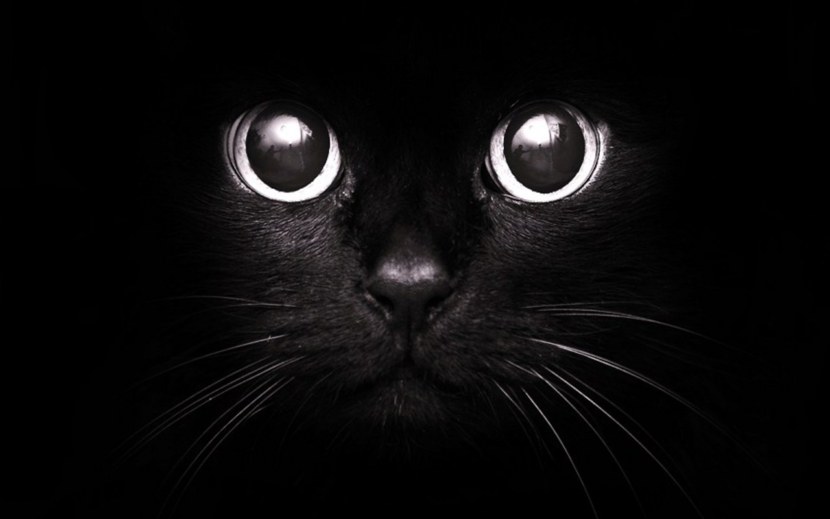 Бомбейская кошка - внешний вид, повадки, болезни, уход, кормежка + 75 фото