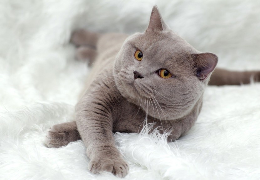 Британская кошка - история происхождения, описание породы, шерсть, вязка, уход + 84 фото