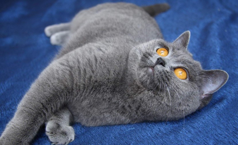 Британская кошка - история происхождения, описание породы, шерсть, вязка, уход + 84 фото