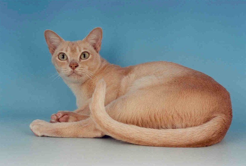 Бурма - кошка как талисман, гигиена и здоровье, характер породы + 96 фото