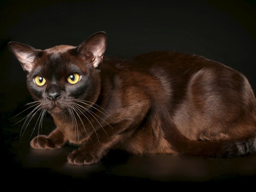 Бурма - кошка как талисман, гигиена и здоровье, характер породы + 96 фото