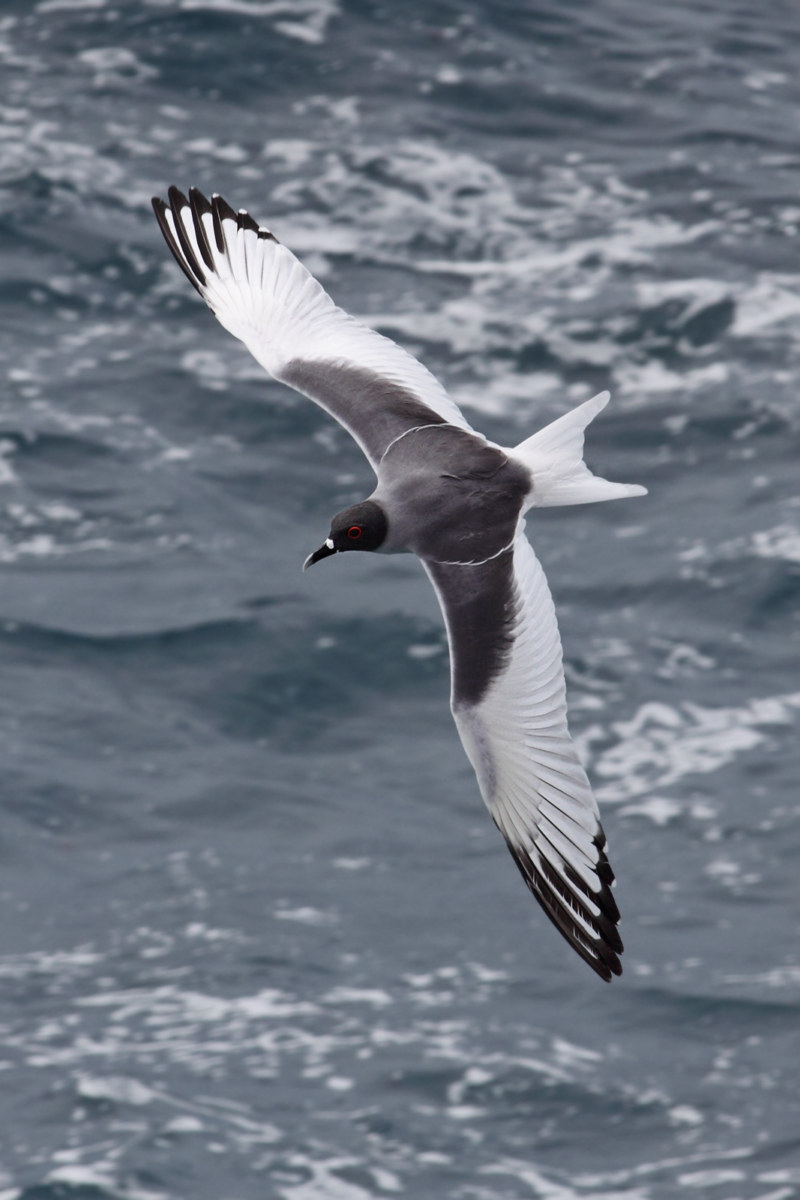 Чайка - 144 фото разных видов исключительно морских птиц