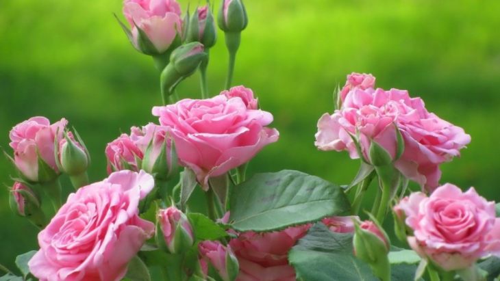 Чайная роза - сорта, высадка, секреты ухода, домашние виды (101 фото + видео)