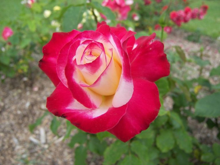 Какого цвета чайная роза показать картинки
