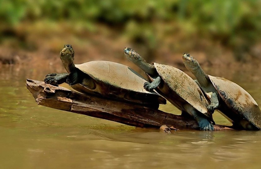 Черепаха - строение тела, ареал обитания, рацион, содержание дома, размножение, уход + 80 фото