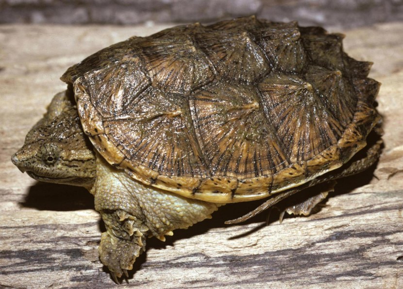 Черепаха - строение тела, ареал обитания, рацион, содержание дома, размножение, уход + 80 фото