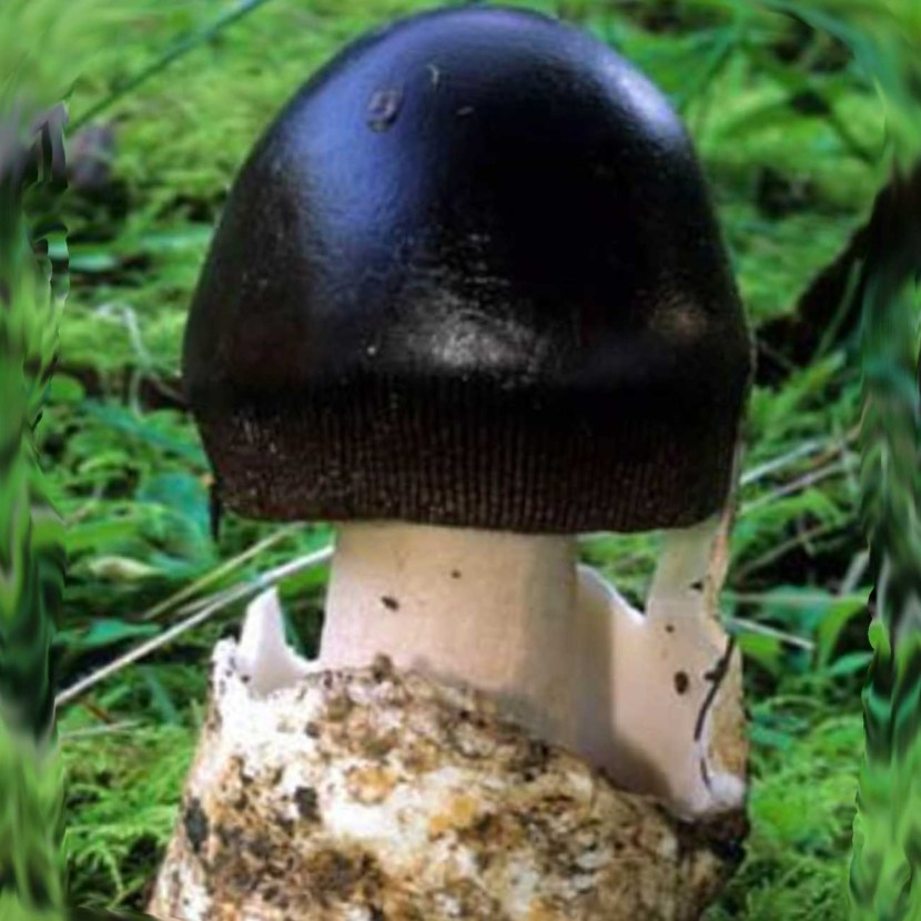 Грузди грибы фото съедобные