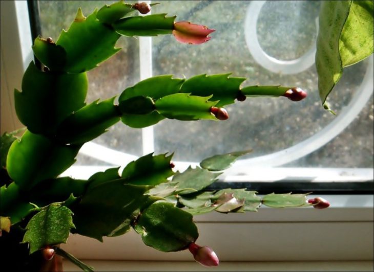 Декабрист - особенности ухода, сезонность растения, лечение болезней (90 фото + видео)