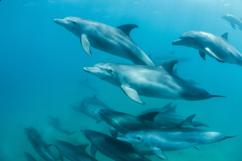 Дельфин - описание внешнего вида, дыхание, сон, места обитания, питание + 101 фото