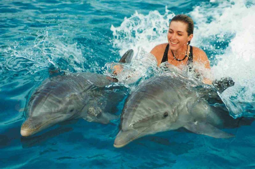 Дельфин - описание внешнего вида, дыхание, сон, места обитания, питание + 101 фото